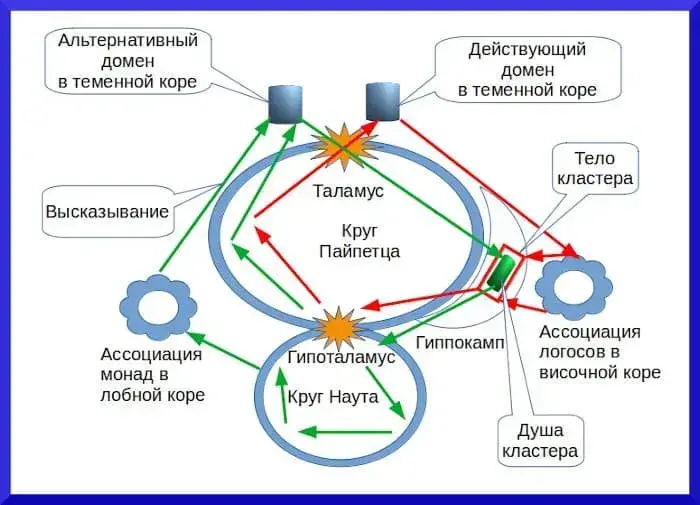 Нейрофизиология души и познания - концепция Андрея Булатова