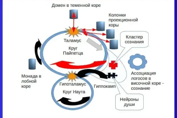 Нейрофизиология познания - концепция Андрея Булатова