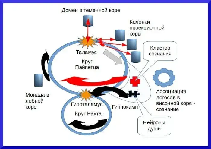 Нейрофизиология познания - концепция Андрея Булатова