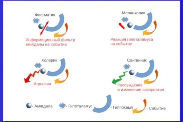 Четыре типа темперамента - концепция Андрея Булатова