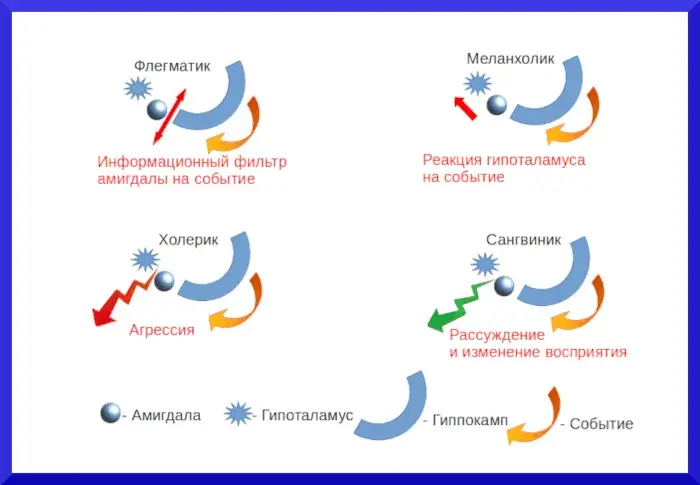 Четыре типа темперамента - концепция Андрея Булатова
