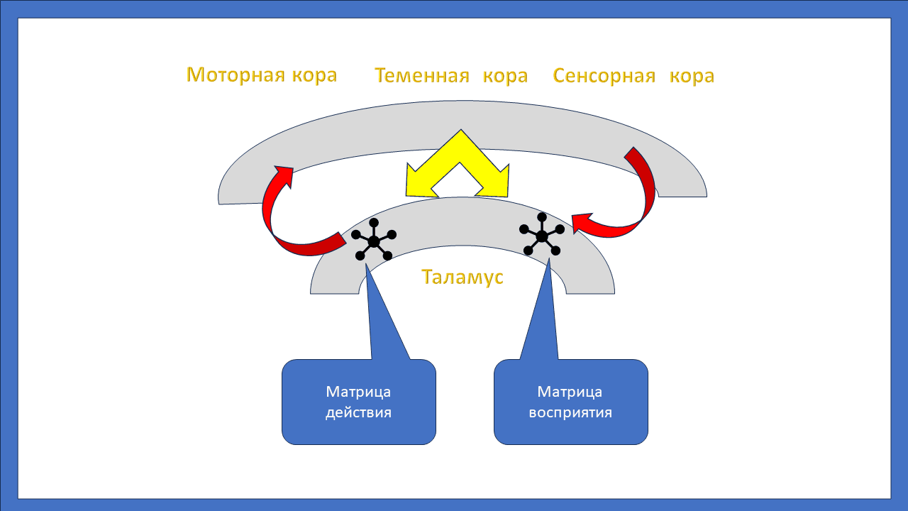 Матрица таламуса