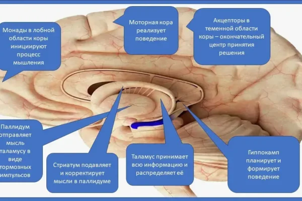 Физиология души человека - концепция Андрея Булатова