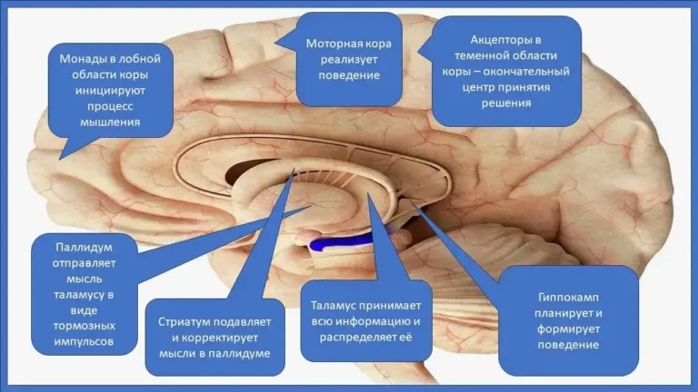 Физиология души человека - концепция Андрея Булатова