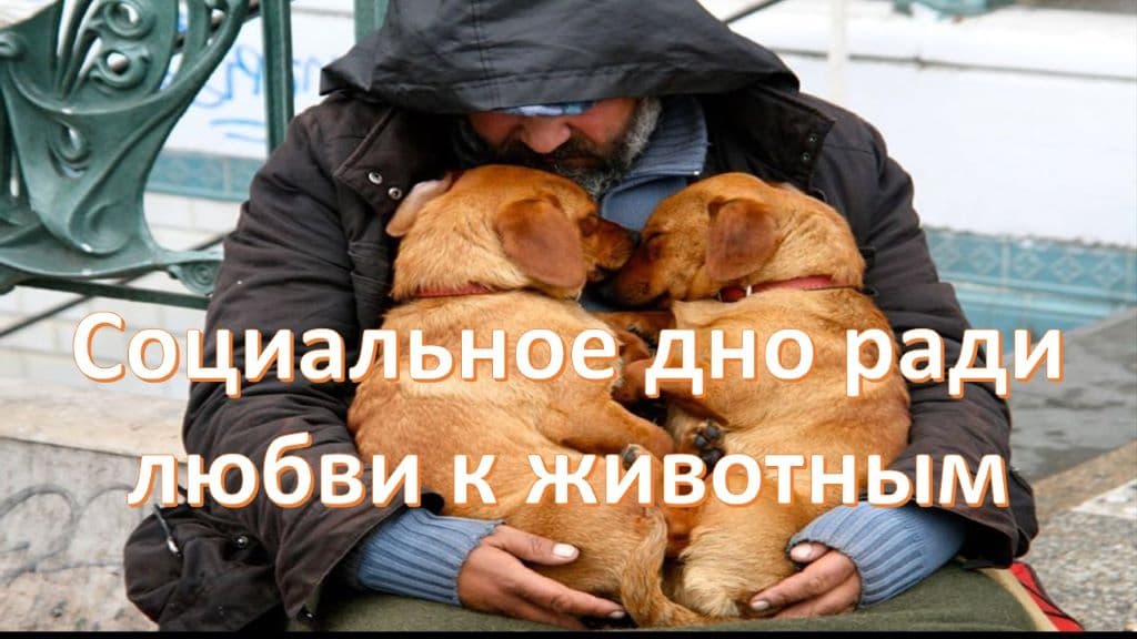 Любовь к животным - концепция Андрея Булатова