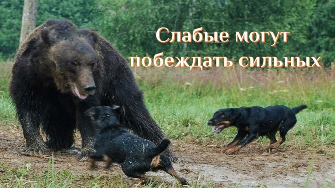 Провокации как искусство управления Слабые могут побеждать сильных
