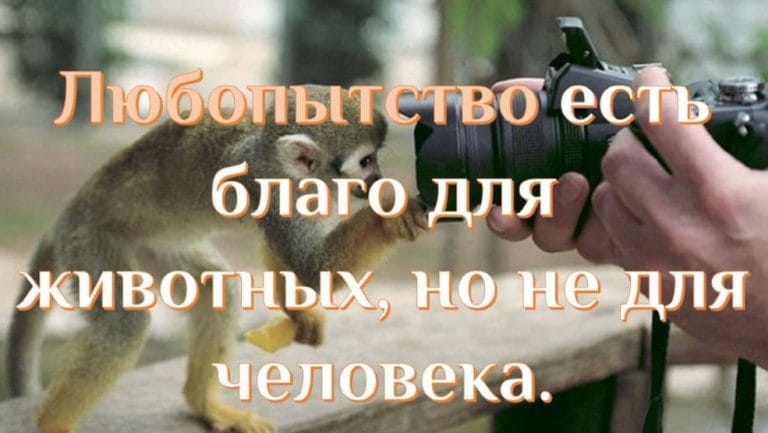 Любопытство и любознательность - концепция Андрея Булатова