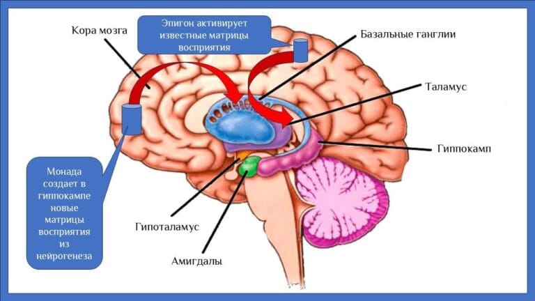 Интеллект человека- концепция Андрея Булатова.