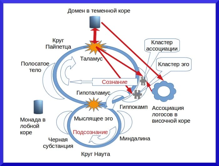 Таламопсихология познания Процесс познания в лимбической системе - концепция Андрея Булатова