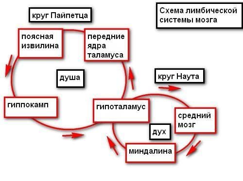 Психология с декабря 2008 года Схема лимбической системы - концепция Андрея Булатова