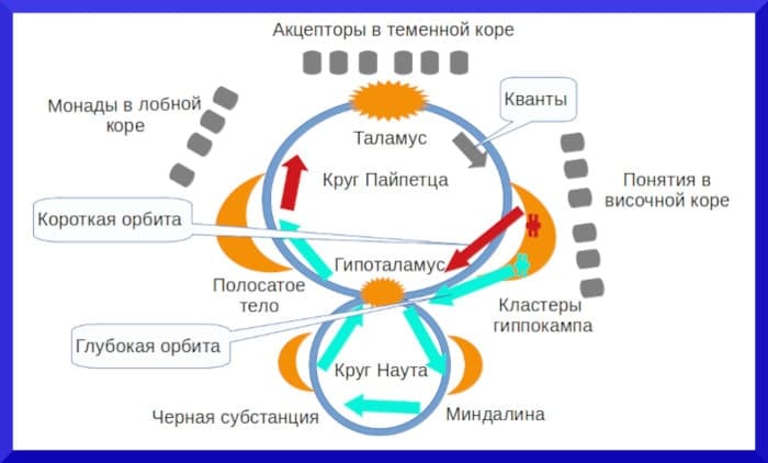 Определение парадигмы таламопсихологии Анатомия психики человека - концепция Андрея Булатова