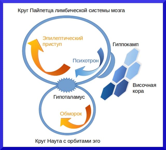 Отличие обморока от эпилептического приступа Круги Пайпетца и - концепция Андрея Булатова