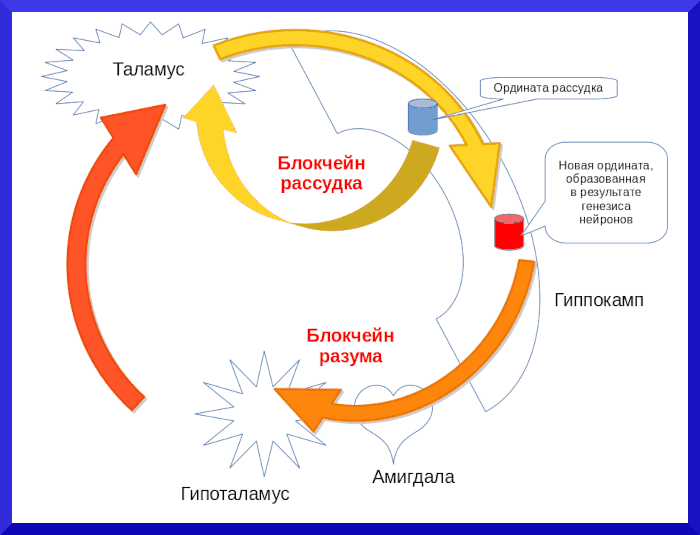 Блокчейн орбит гиппокампа