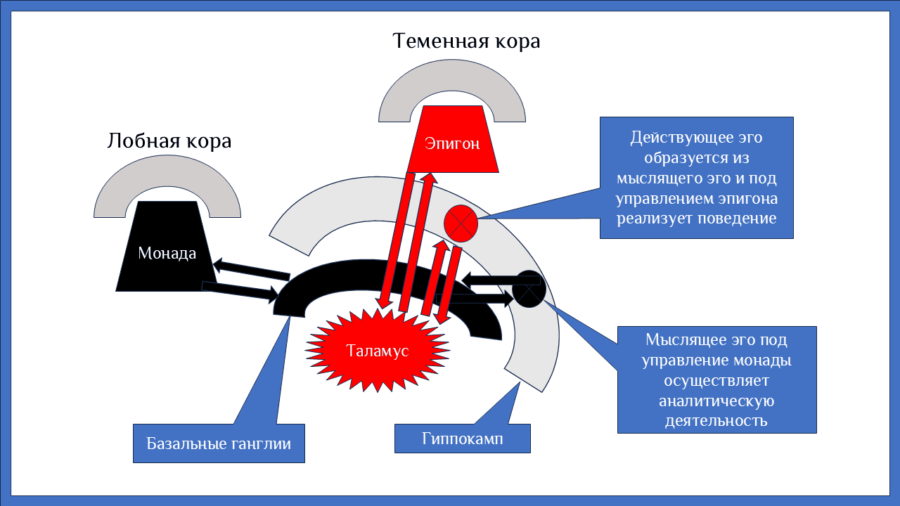 Эго человека как матрица гиппокампа