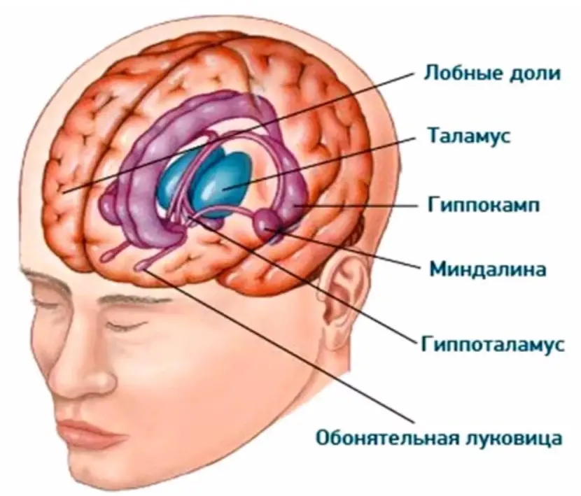 Лимбическая система головного мозга