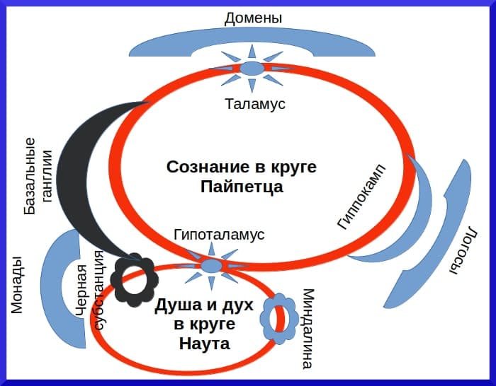 Нейрофизиология души и духа до 6 января 2020 года Лимбическая система мозга - концепция Андрея Булатова