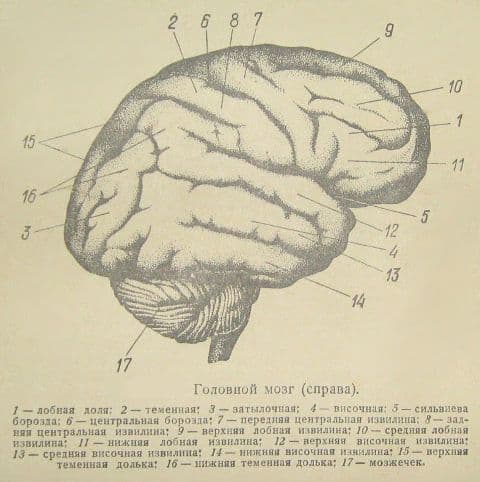 Психология, ноябрь 2006 Лобные доли - концепция Андрея Булатова
