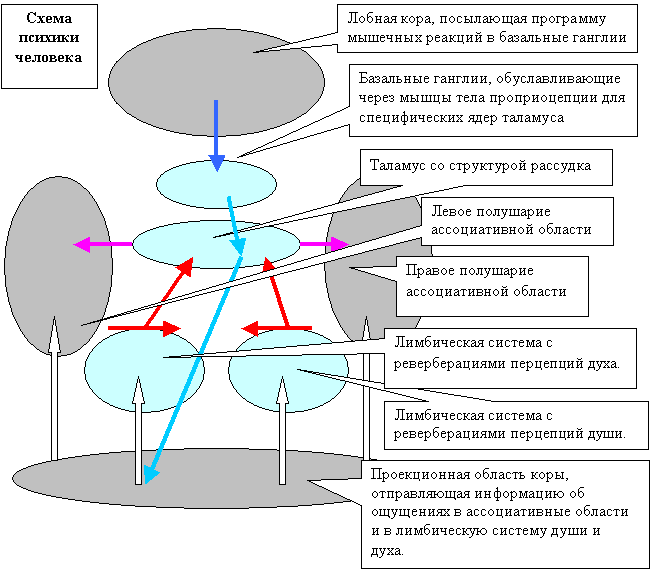 Психология, январь 2008 год Асимметрия полушарий - концепция Андрея Булатова