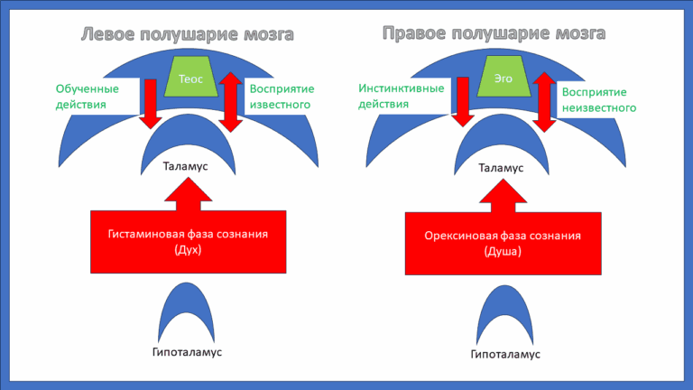 Нейрофизиология психики человека - концепция Андрея Булатова