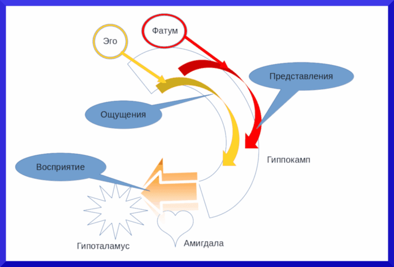 Представления и ощущения как основа восприятия