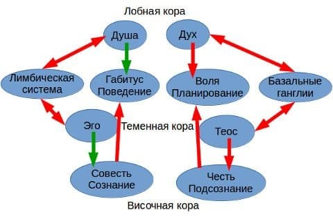 Структура психики человека Психика человека - концепция Андрея Булатова