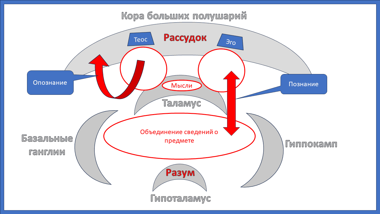 Таламопсихология рассудка и разума