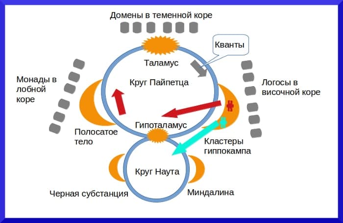 Понятия и функциональные единицы таламопсихологии Психика человека - концепция Андрея Булатова