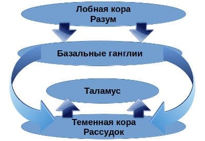 Рассудок и разум - концепция Андрея Булатова