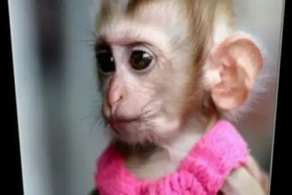 Глупая женщина есть мечта умного мужчины