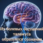 Болевые ощущения таламуса Болевые ощущения таламуса - концепция Андрея Булатова