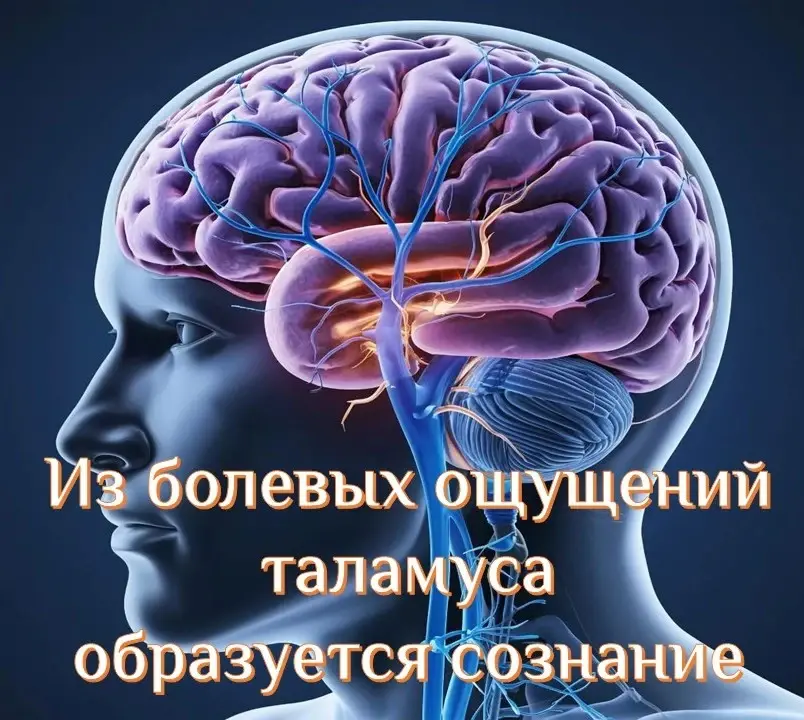 Болевые ощущения таламуса - концепция Андрея Булатова