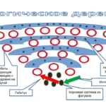 Логическое дерево - концепция Андрея Булатова