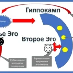Гиппокамп как предмет познания математики