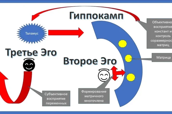 Гиппокамп как предмет познания математики