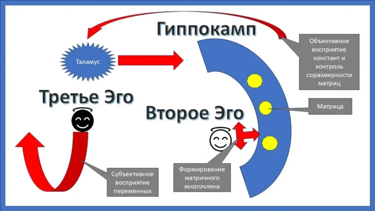 Гиппокамп как предмет познания математики