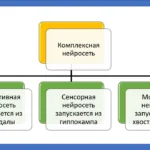 Нейросеть психики человека