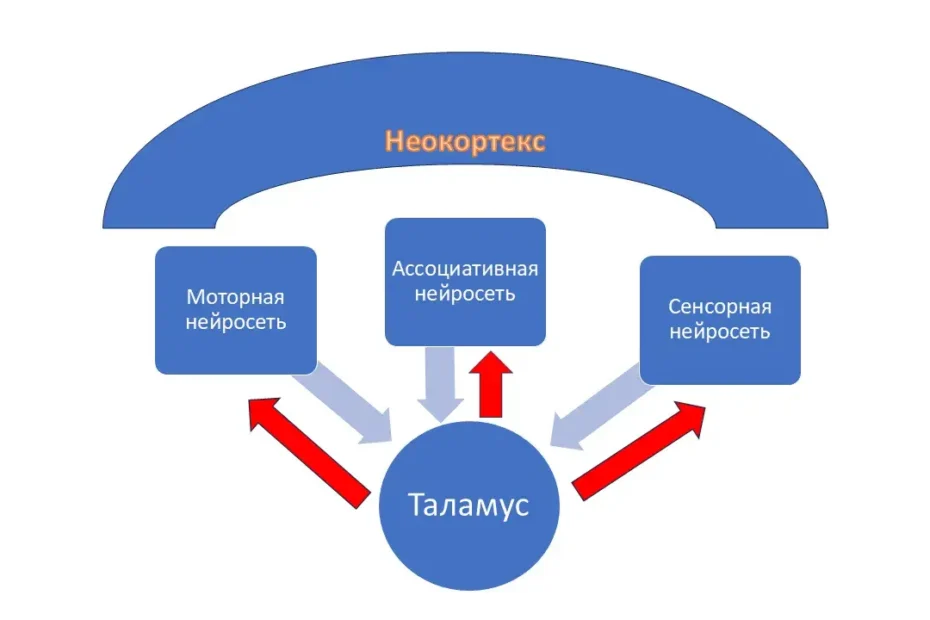 Нейросеть неокортекса