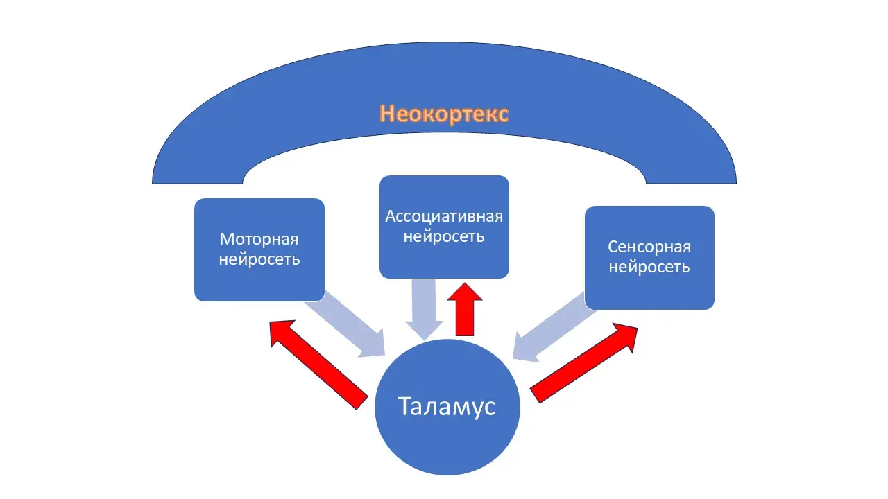 Нейросеть неокортекса